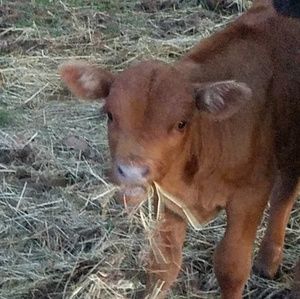 Meet your Posher, Wendy